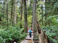 3. Tag – Banff bis Kamloops – Giant Cedars Boardwalk Trail im Mount Revelstoke National Park