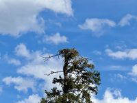 4. Tag – Kamloops bis Blue River – Bootsfahrt auf dem Mud Lake bei Blue River – Fischadlernest