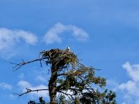 4. Tag – Kamloops bis Blue River – Bootsfahrt auf dem Mud Lake bei Blue River – Fischadlernest