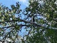 4. Tag – Kamloops bis Blue River – Bootsfahrt auf dem Mud Lake bei Blue River – Fischadler