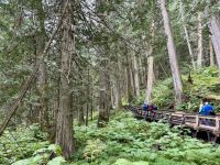 5. Tag – Blue River bis Prince George – Spaziergang durch den Ancient Forest