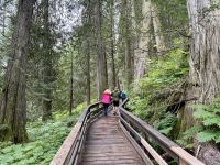 5. Tag – Blue River bis Prince George – Spaziergang durch den Ancient Forest