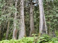 5. Tag – Blue River bis Prince George – Spaziergang durch den Ancient Forest