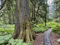 5. Tag – Blue River bis Prince George – Spaziergang durch den Ancient Forest