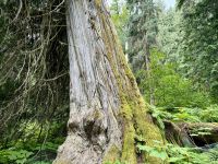 5. Tag – Blue River bis Prince George – Spaziergang durch den Ancient Forest