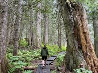 5. Tag – Blue River bis Prince George – Spaziergang durch den Ancient Forest