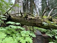 5. Tag – Blue River bis Prince George – Spaziergang durch den Ancient Forest