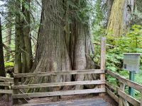 5. Tag – Blue River bis Prince George – Spaziergang durch den Ancient Forest – Big Tree