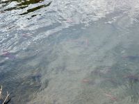 7. Tag – Smithers bis Stewart – Rotlachse im Hannah Creek