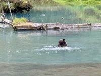 8. Tag – Tongass National Forest und Salmon Glacier – Bärenbeobachtung am Fish Creek