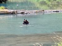 8. Tag – Tongass National Forest und Salmon Glacier – Bärenbeobachtung am Fish Creek