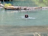 8. Tag – Tongass National Forest und Salmon Glacier – Bärenbeobachtung am Fish Creek