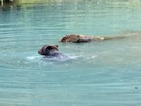8. Tag – Tongass National Forest und Salmon Glacier – Bärenbeobachtung am Fish Creek