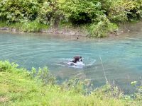 8. Tag – Tongass National Forest und Salmon Glacier – Bärenbeobachtung am Fish Creek