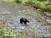 8. Tag – Tongass National Forest und Salmon Glacier – Bärenbeobachtung am Fish Creek