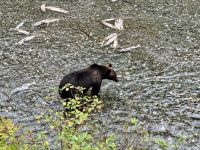 8. Tag – Tongass National Forest und Salmon Glacier – Bärenbeobachtung am Fish Creek