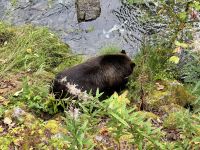 8. Tag – Tongass National Forest und Salmon Glacier – Bärenbeobachtung am Fish Creek