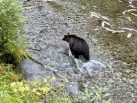 8. Tag – Tongass National Forest und Salmon Glacier – Bärenbeobachtung am Fish Creek