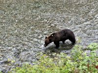8. Tag – Tongass National Forest und Salmon Glacier – Bärenbeobachtung am Fish Creek
