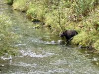 8. Tag – Tongass National Forest und Salmon Glacier – Bärenbeobachtung am Fish Creek