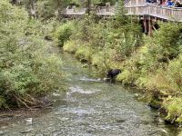 IMG_6656.jpeg8. Tag – Tongass National Forest und Salmon Glacier – Bärenbeobachtung am Fish Creek