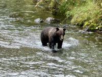 8. Tag – Tongass National Forest und Salmon Glacier – Bärenbeobachtung am Fish Creek