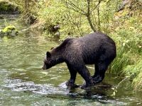 8. Tag – Tongass National Forest und Salmon Glacier – Bärenbeobachtung am Fish Creek