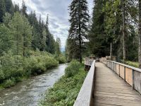 8. Tag – Tongass National Forest und Salmon Glacier – Bärenbeobachtung am Fish Creek