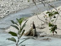 8. Tag – Tongass National Forest und Salmon Glacier – Junger Weißkopfseeadler