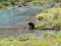 8. Tag – Tongass National Forest und Salmon Glacier – Dritte Bärenbeobachtung am Fish Creek