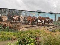 11. Tag – Port Hardy bis Victoria – Wandgemälde in Chemainus