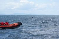 164 Whale Watching Tour Vancouver Island