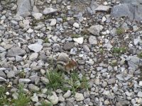 17. Tierische Bewohner Sulphur Mountain, Banff