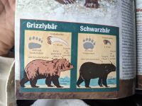 40. Bären in Kanada