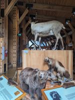 52. Rogers Pass im Glacier Nationalpark