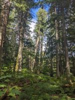 56. Giant Cedar Walk Mount Revelstoke Nationalpark