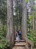 57. Giant Cedar Walk Mount Revelstoke Nationalpark