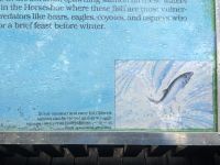 67. Lachsspringen im Wells Gray Provincial Park