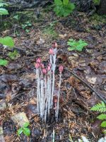 69. Wells Gray Provincial Park