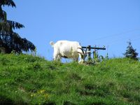 132. Coombs, Goats on the roof, Vancouver Island