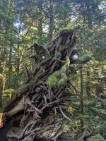 135. MacMillan Provincial Park, Vancouver Island