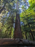 137. MacMillan Provincial Park, Vancouver Island