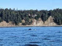 145. Fakultative Bärentour