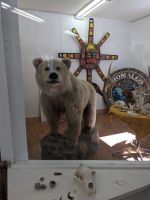 152. Fakultative Bärentour