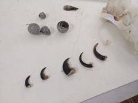 153. Fakultative Bärentour