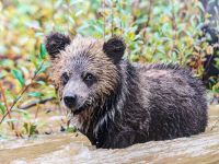 154. Fakultative Bärentour - leider nur als Fotografie