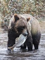 155. Fakultative Bärentour - leider nur als Fotografie