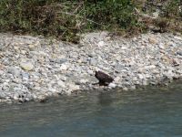 156. Adlersichtung - Fakultative Bärentour