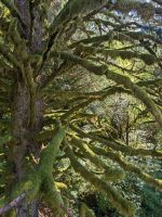 157. Fakultative Bärentour