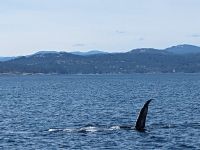 173. Walbeobachtung Victoria, Vancouver Island